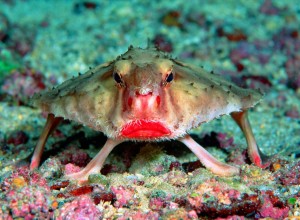 red-lipped-batfish