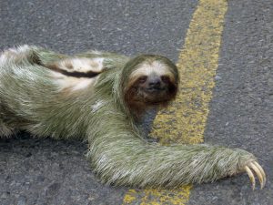 sloth