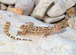 What to do When Your Lizard Loses Its Tail | PetMD